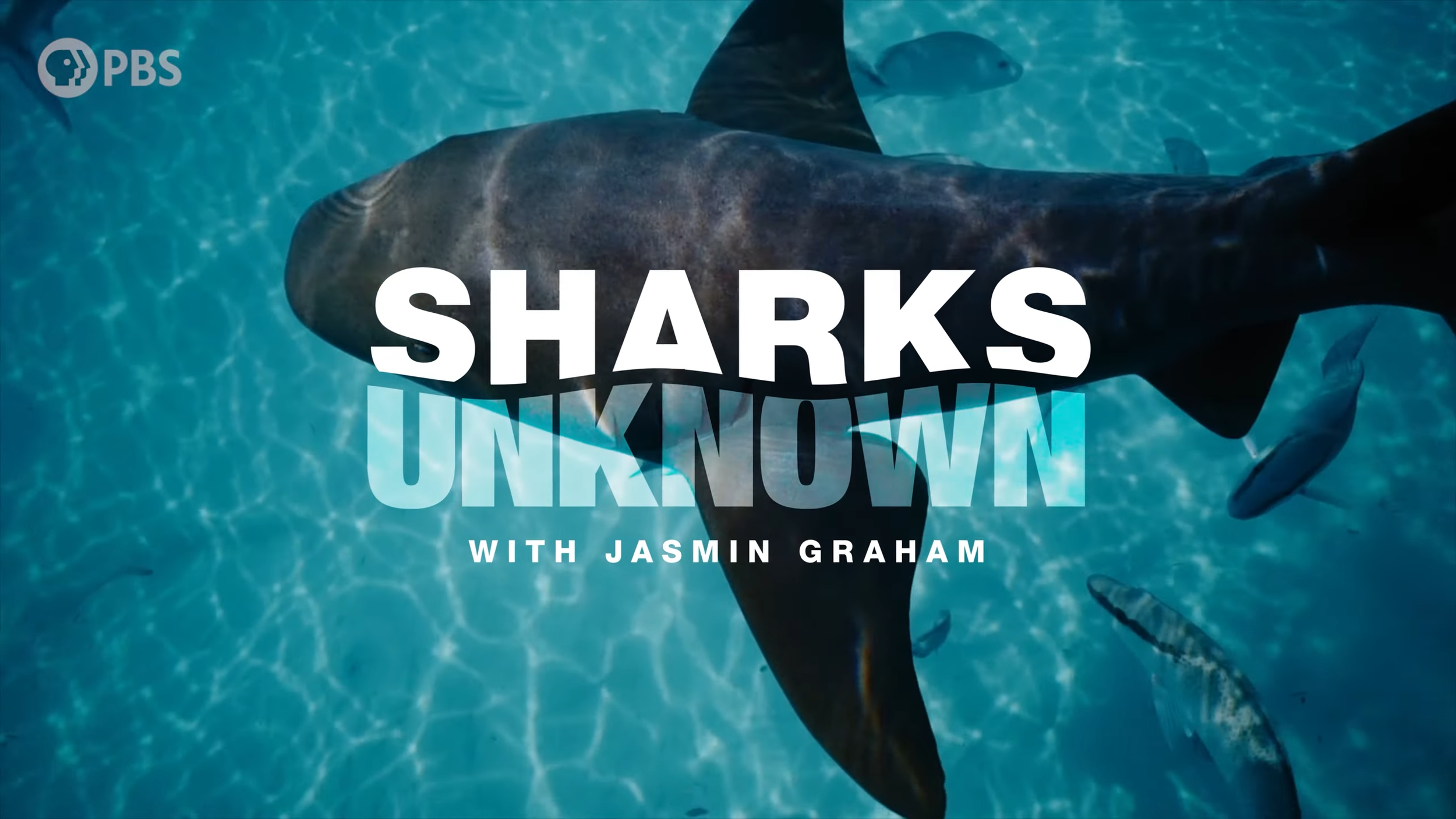 Sharks Unknown with Jasmin Graham — The Safina Center
